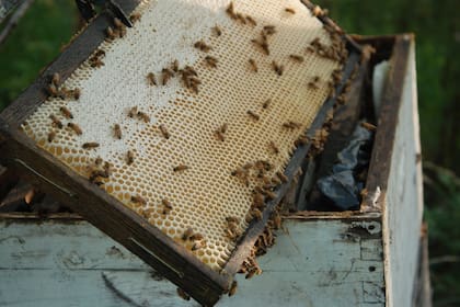 Las colmenas se dividen en placas, lugar donde las abejas depositan la miel