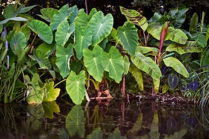 Las colocasias son plantas palustres ideales para bordes de estanques