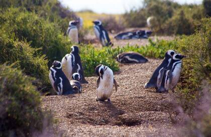 Las colonias de pinguinos son otra de las atracciones del lugar. Gentileza: Ente de Turismo de Puerto Madryn.