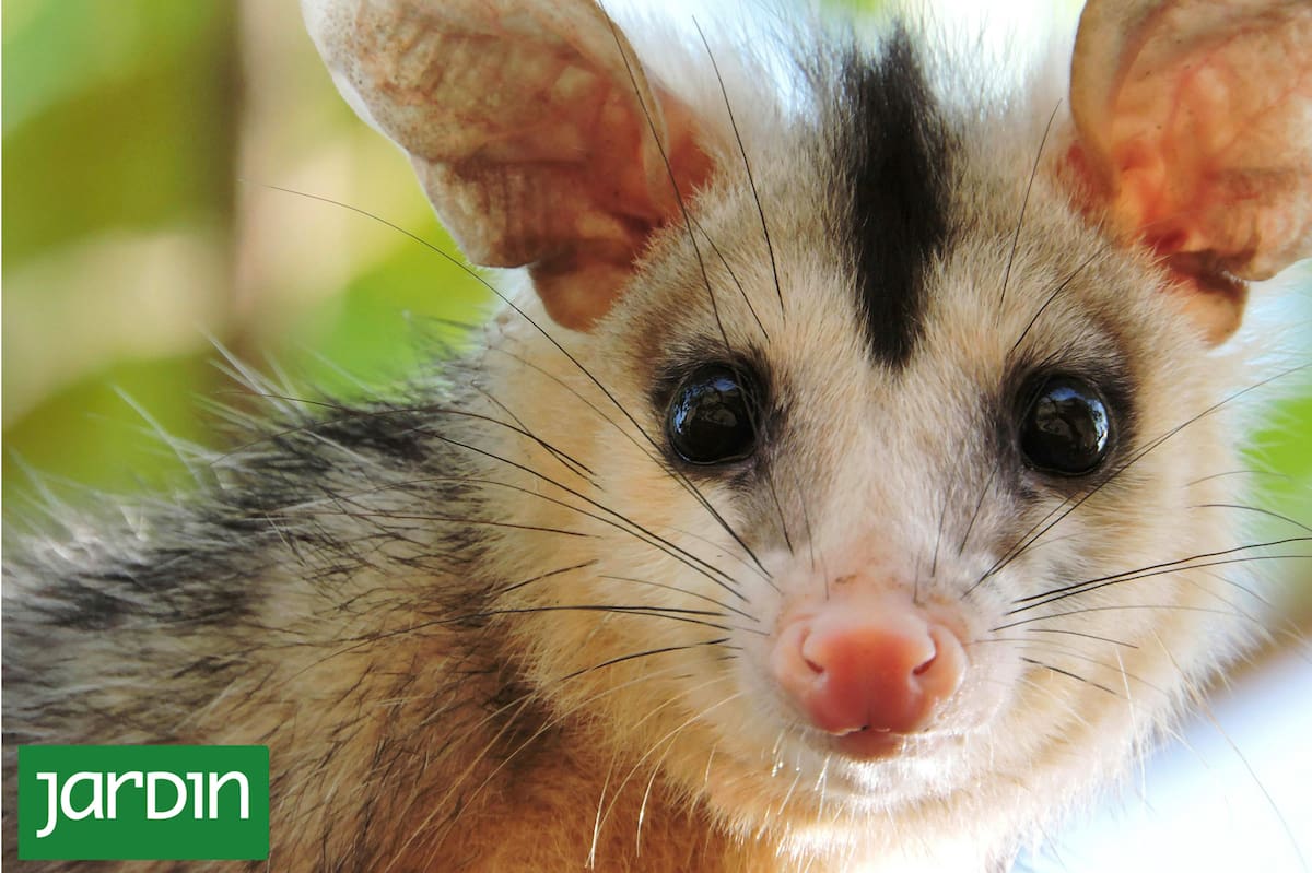 Por que as doninhas também fazem parte de uma cidade mais saudável?