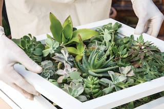 Un paso a paso para armar tu propio cuadro verde