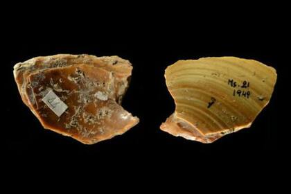 Las conchas de moluscos bivalvos se pueden usar para hacer herramientas finas y afiladas