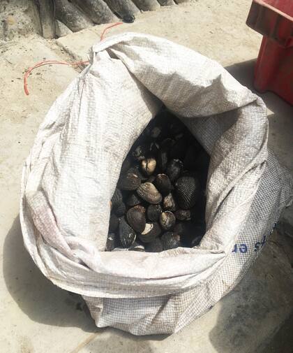 Las conchas listas para su comercialización