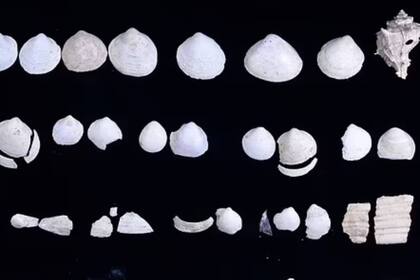 Las conchas marinas se utilizaban para depositar los cosméticos que se comercializaban en la tienda desenterrada en Aizanoi, antigua ciudad romana