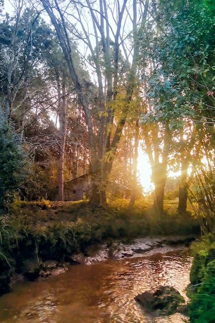 Las condiciones agroecológicas del delta son ideales para las camelias, allí las plantas crecen más rápido que en otras zonas
