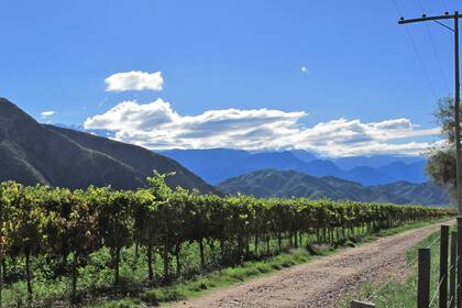 Las condiciones climáticas, que afectaron a las economías regionales, no jugaron en esta temporada en contra del vino