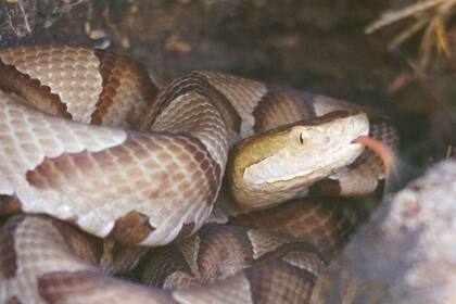 Las copperheads no se consideran agresivas y, en la mayoría de los casos, solo atacan si se sienten amenazadas o si son pisadas accidentalmente (national geographic)
