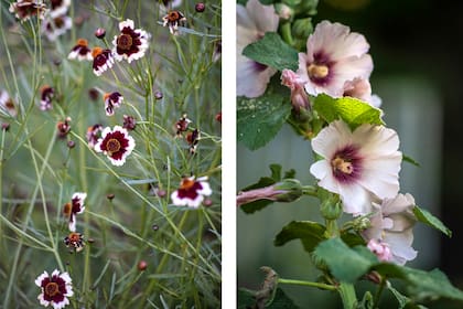 Las Coreopsis tinctoria y Alcea ficifolia pueden elevar la belleza de cualquier jardín.