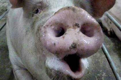 Las córneas de cerdo podrían ser la solución para muchas personas que perdieron la vista