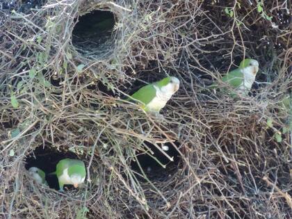 Las cotorras hacen grandes nidos comunitarios, donde viven varias parejas, pero cada una con su espacio separado