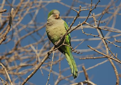 Las cotorras suelen instalarse en lugares donde encuentran seguridad y alimento