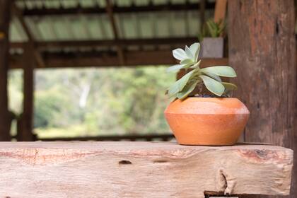 Las crasas reservan agua en sus hojas y por eso son más resistentes