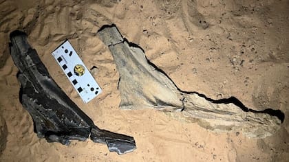 Las crestas cefálicas fosilizadas de S. mirabilis figuraron entre los primeros hallazgos de los investigadores en la remota zona fósil que ellos denominan Jenguebi