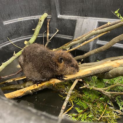Las crías de castor pasan dos años con sus padres antes de dispersarse para formar su propia familia.