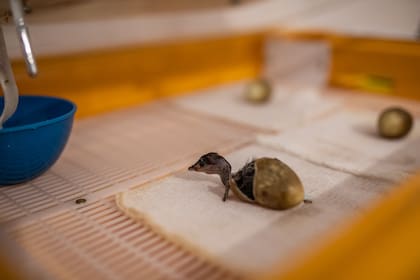 Las crías deben ser alimentadas y monitoreadas casi continuamente