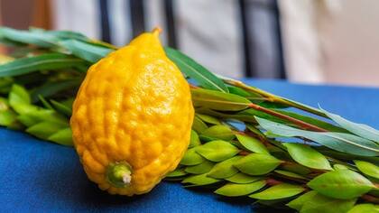 Las Cuatro Especies representan diferentes partes del cuerpo humano y simbolizan la integración de todas ellas en la adoración a Dios