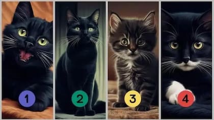 Las cuatro opciones de gatitos para elegir. Foto: El Español