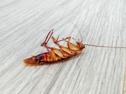 Las cucarachas son una especie muy próspera de insectos