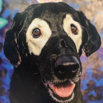 Las cuentas de Rowdy en redes sociales continúan activas, e inspiran a muchos otros niños y adultos con vitíligo