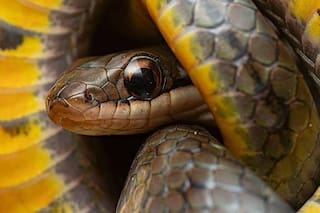 Por qué algunos animales pueden comer veneno sin morir