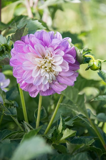 Las dalias abarcan un amplio abanico de colores vibrantes que van desde el rosa y el violeta hasta el blanco, el amarillo y el naranja.