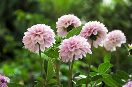 Las dalias agradecen una poda cuando el calor está en su punto máximo