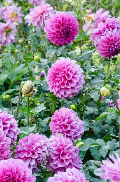 Las dalias aportan color y formas complejas