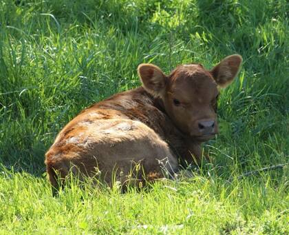 “Las deficiencias de cobre y zinc en los rodeos afectan significativamente el desarrollo de los terneros en crecimiento y de los animales en recría. Esta solución inyectable contribuye a evitar esas pérdidas y mejorar la productividad del rodeo”, indicaron