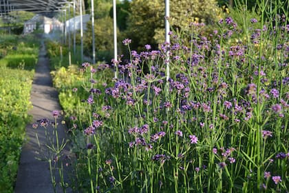 Las delicadas Verbena bonariensis crecen a sus anchas en el vivero Pampeanas, de Tandil.