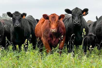 Las Deps ayudan al bienestar animal