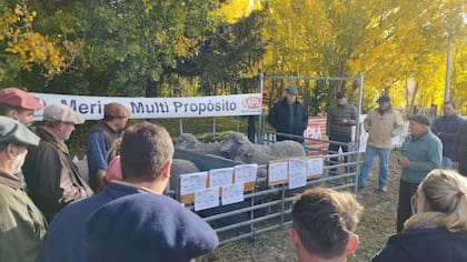 Las diferentes cabañas Merino Multipropósto expusieron sus ejemplares en el evento Regenera Santa Cruz en La Tapera