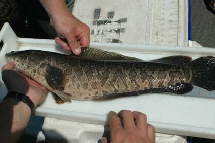 Las diferentes especies de pez cabeza de serpiente pueden alcanzar más de 80cm de longitud