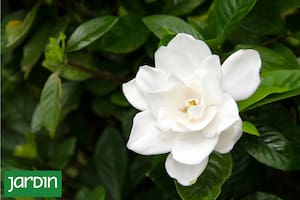 Qué lo hace tan especial y cómo cuidarlo para que florezca