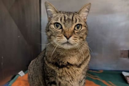 Las dificultades de Jack lo obligaron a separarse de Rocky (Foto: Instagram @austinpetsalive)