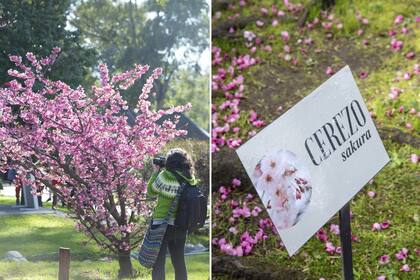 Las distintas especies de plantas del Jardín Japonés son identificadas con un cartel indicador para que el público pueda identificarlos con sus nombres.