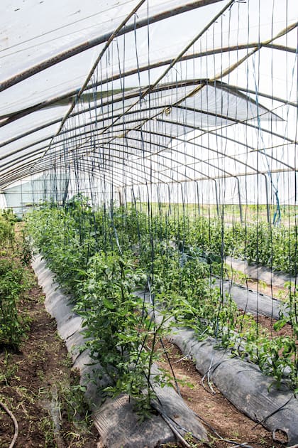 Las distintas variedades de tomates crecen alineadas y prolijas.