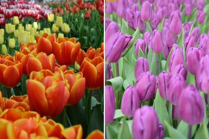 Las distintas variedades de tulipanes son provistas por los horticultores. Las visitas las reconocen por carteles con sus nombres.