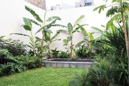 Las Dizygotheca (falsa aralia) abordan los muros blancos, junto con Ficus repens en sincronía, mientras una Mangifera índica espera el paso del tiempo y los Philodendron bippinnatifidum (güembé) proveen follaje rápidamente