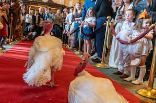 Cuál es el nombre elegido para el pavo de Carolina del Norte que Trump indultará el martes