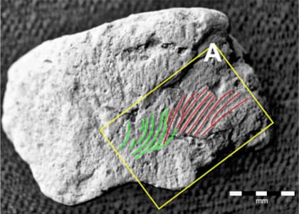 Las dos huellas dactilares analizadas por el equipo de Fowler