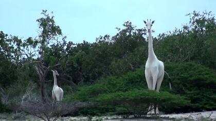 Las dos jirafas blancas que sufren de leucismo