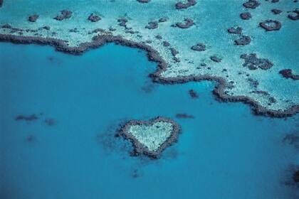 Las dos mejores formas de conocer la barrera, la mayor estructura de nuestro planeta formada por seres vivos, es bajo el agua o desde el aire
