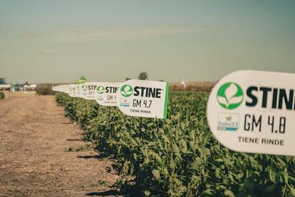 Las dos nuevas sojas Enlist de Stine ya están en el podio dentro de sus segmentos de madurez.