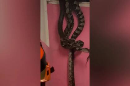 Las dos serpientes medían más de cuatro metros de largo