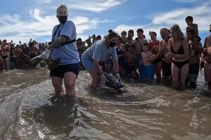 El emotivo y aplaudido regreso al mar de dos tortugas verdes tras ser atrapadas por redes de pesca