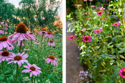Las echináceas y zinias reflorecen y es preciso podarlas escalonadamente
