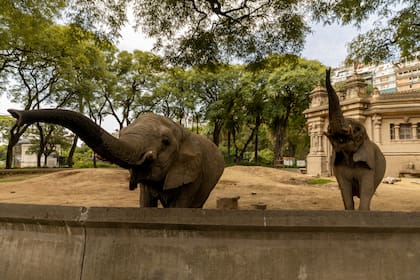 Las elefantas africanas Kuky y Pupi esperan en Palermo su traslado a un santuario
