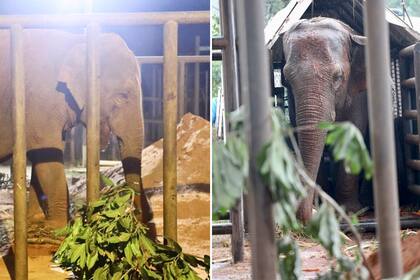 Las elefantas Guillermina y Pocha en el santuario de Brasil