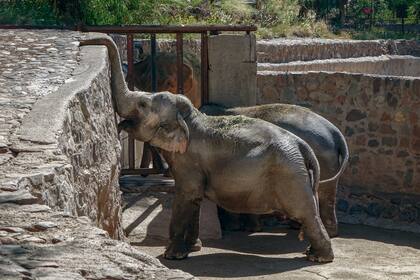 Las elefantas Pocha y Guillermina en el Ecoparque de Mendoza