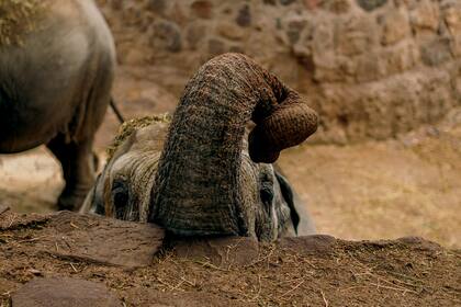 Las elefantas Pocha y Guillermina viven dentro de una fosa